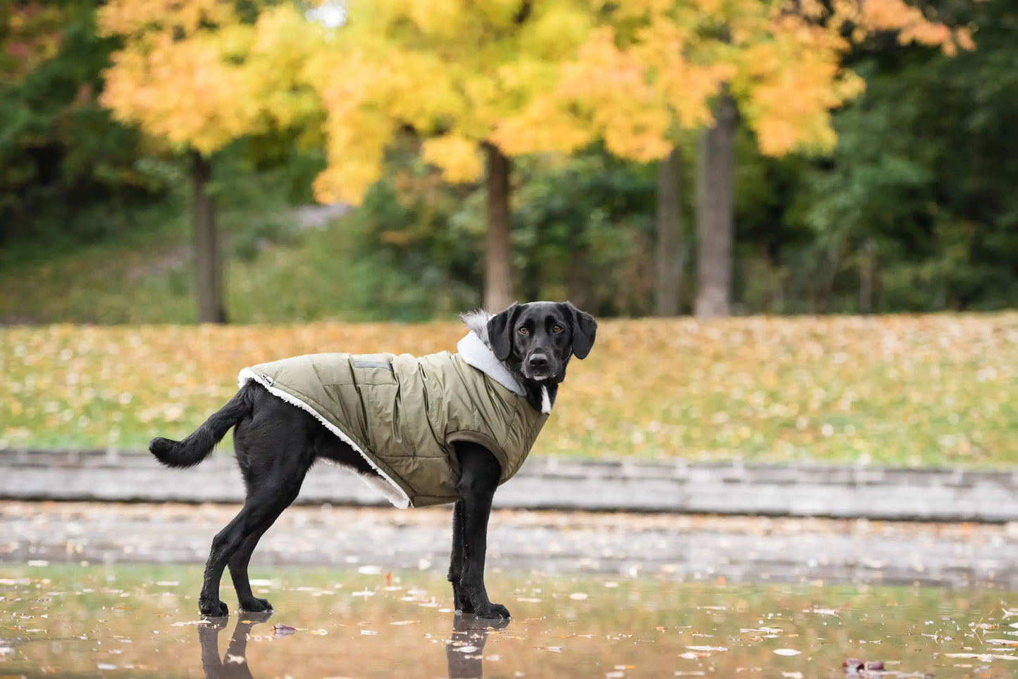 Brave Bark Thermal Parka - Khaki